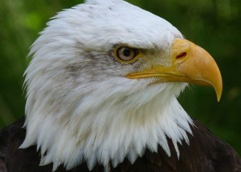 ข้อคิดดีๆ จากนกอินทรี