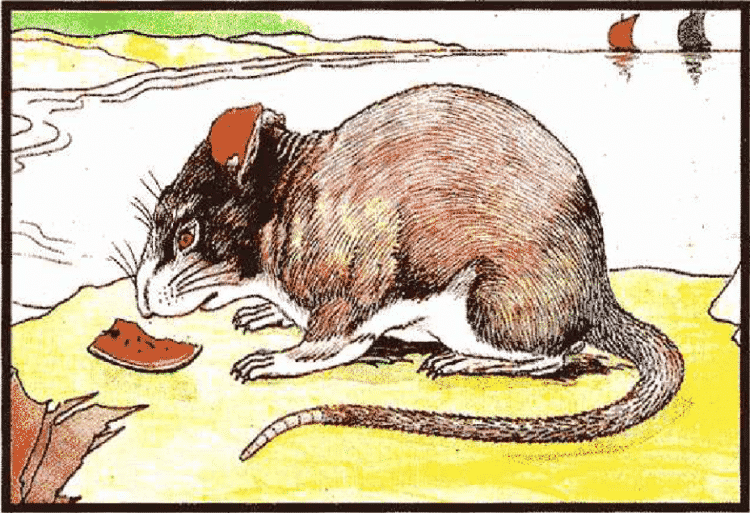 คนเกิดปีชวด-หนู