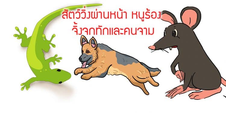 สัตว์วิ่งผ่านหน้า หนูร้อง จิ้งจกทักและคนจาม